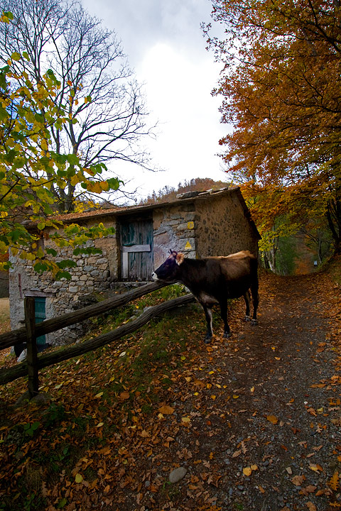 foliage, autunno, faggi val d'aveto